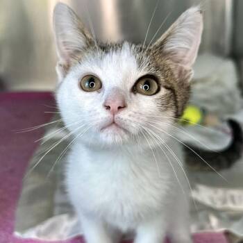 Elastic -  Domestic Short Hair Cat for Adoption in Matteson, Illinois - Elastic | PetCurious