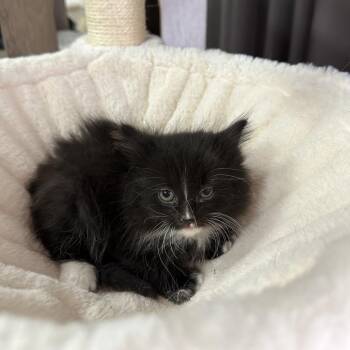 Brownie Batter -  Domestic Medium Hair Cat Available for Adoption in Inman, South Carolina - Brownie Batter | PetCurious