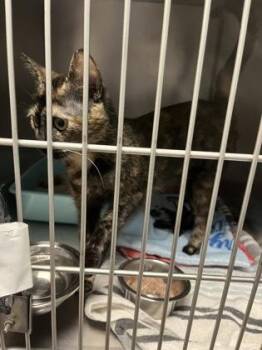 Ruby -  Domestic Short Hair Cat for Adoption in Fishers, Indiana - Ruby | PetCurious