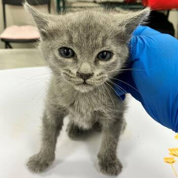 Espurr -  Domestic Short Hair Cat for Adoption in Las Cruces, New Mexico - Espurr | PetCurious
