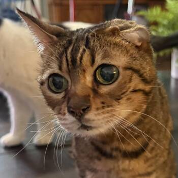 Domestic Short Hair Cats Available for Adoption - Grandma Evie | PetCurious