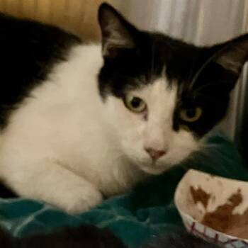 Domestic Short Hair Cats Available for Adoption in Tustin, California - MARCH | PetCurious