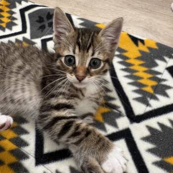 Domestic Short Hair Cats Available for Adoption in Sunnyvale, California - Eggplant (Purple) | PetCurious