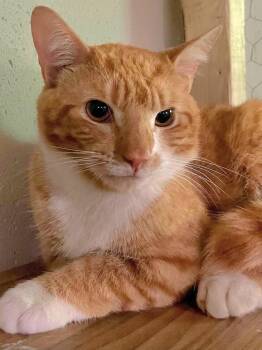 Zippy -  Domestic Short Hair Cat for Adoption in Attleboro, Massachusetts - Zippy | PetCurious