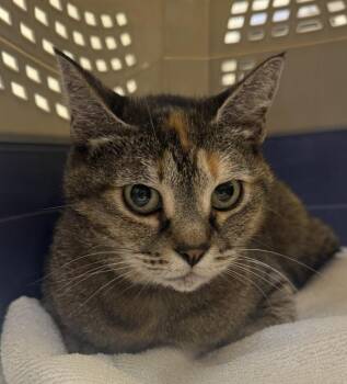 Xena -  Domestic Short Hair Cat for Adoption in Troutdale, Oregon - Xena | PetCurious