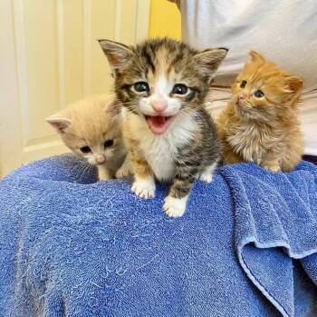 Domestic Short Hair and Domestic Long Hair Cats Available for Adoption in Fairfax, Virginia - We Have Kittens  | PetCurious