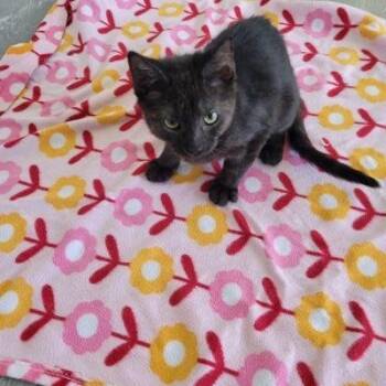 Phoebe -  Domestic Short Hair Cat for Adoption in Las Vegas, Nevada - Phoebe | PetCurious