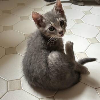Cortland 2026 -  Domestic Short Hair Cat for Adoption - Cortland 2026 | PetCurious