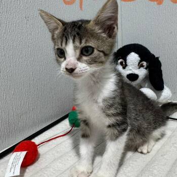 Owlowicious -  Domestic Short Hair Cat for Adoption in Tampa, Florida - Owlowicious | PetCurious
