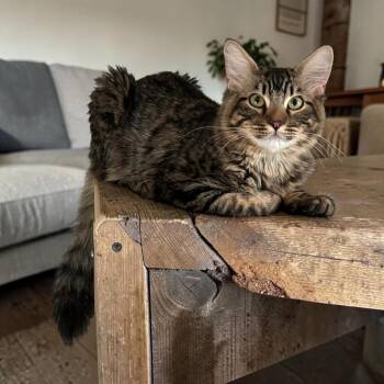 Domestic Long Hair Cats Available for Adoption in Blanchard, Oklahoma - Milano "Milo" | PetCurious