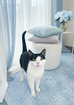 Mr. Ferne -  Domestic Short Hair Cat Available for Adoption in Tavares, Florida - Mr. Ferne | PetCurious