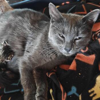 Violet C10888 -  Domestic Short Hair Cat for Adoption - Violet C10888 | PetCurious