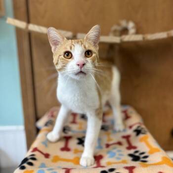 Larry -  Domestic Short Hair Cat for Adoption in Fargo, North Dakota - Larry | PetCurious