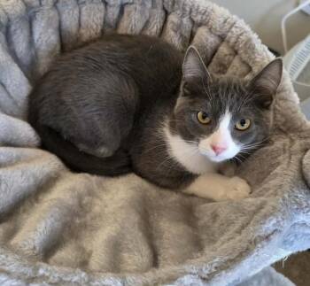 Megumi -  Domestic Short Hair Cat for Adoption in Tucson, Arizona - Megumi | PetCurious