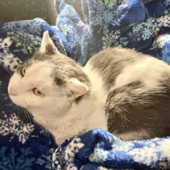 Domestic Short Hair Cats Available for Adoption - Whirly | PetCurious