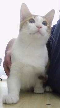 Domestic Short Hair Cats Available for Adoption - Jeffrey | PetCurious