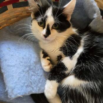 Maggie -  Domestic Short Hair Cat for Adoption in Park Falls, Wisconsin - Maggie | PetCurious