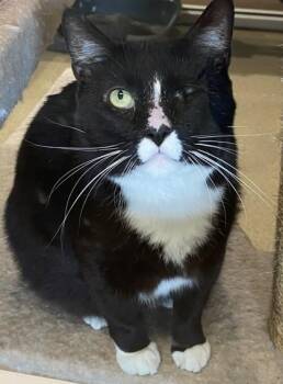 Domestic Short Hair Cats Available for Adoption in North Richland Hills, Texas - Horus | PetCurious