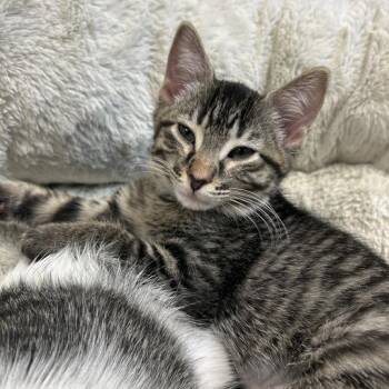 Crockpot and Pray -  Domestic Short Hair Cat for Adoption in Davenport, Iowa - Crockpot And Pray | PetCurious