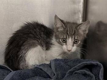 61230005 -  Domestic Short Hair Cat for Adoption in El Paso, Texas - 61230005 | PetCurious