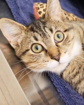Aspen -  Domestic Short Hair Cat for Adoption in Fishers, Indiana - Aspen | PetCurious