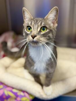 Smoke -  Domestic Short Hair Cat for Adoption in Cornwall, Connecticut - Smoke | PetCurious