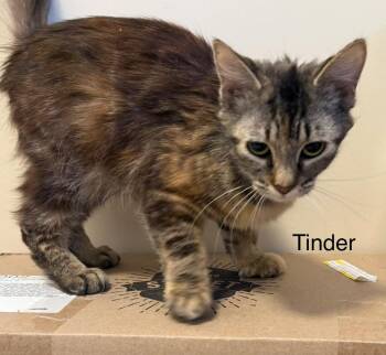 Domestic Short Hair Cats Available for Adoption in Plattsburgh, New York - Tinder | PetCurious