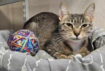 Sweetie -  Domestic Short Hair Cat for Adoption in Fremont, Ohio - Sweetie | PetCurious