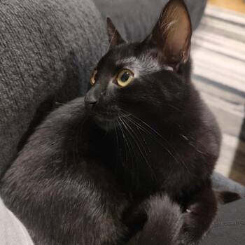 Vinnie -  Domestic Short Hair Cat for Adoption in Springfield, Oregon - Vinnie | PetCurious