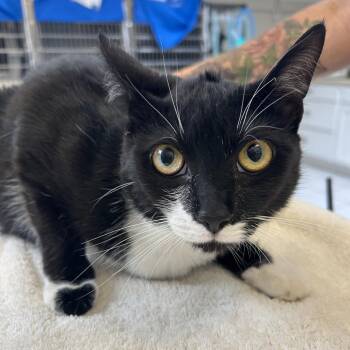 Rosie -  Domestic Short Hair Cat for Adoption in Ojai, California - Rosie | PetCurious
