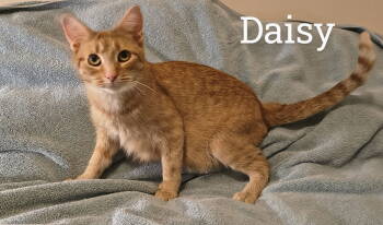 Rescue Domestic Short Hair Cats for Adoption - Daisy | PetCurious