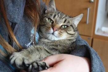 Domestic Short Hair Cats Available for Adoption - Good Cat | PetCurious