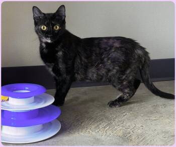 Rescue Domestic Short Hair Cats for Adoption in Kenedy, Texas - Galaxy | PetCurious