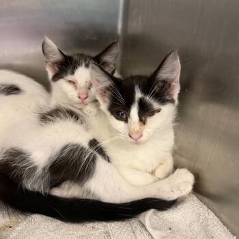Roulette -  Domestic Short Hair Cat for Adoption in Philadelphia, Pennsylvania - Roulette | PetCurious
