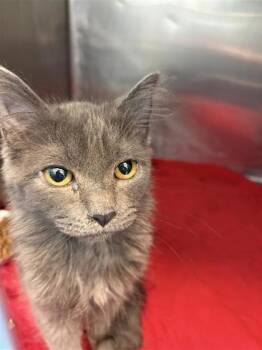 Domestic Long Hair Cats Available for Adoption - Cristiano R | PetCurious