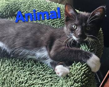 Rescue American Shorthair Cats for Adoption in Massillon, Ohio - Animal | PetCurious