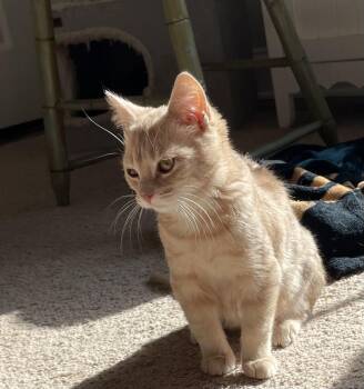 Rescue Domestic Short Hair Cats for Adoption in Lititz, Pennsylvania - Colby Jack | PetCurious