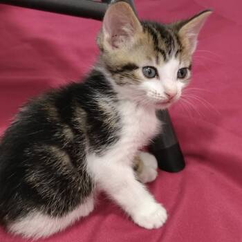 Mcgee -  Domestic Short Hair Cat for Adoption in Elyria, Ohio - Mcgee | PetCurious