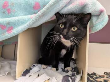 Domestic Short Hair Cats Available for Adoption in Fort Wayne, Indiana - JESTER | PetCurious