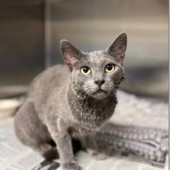 Emma -  Russian Blue Cat for Adoption in Asher, Oklahoma - Emma | PetCurious