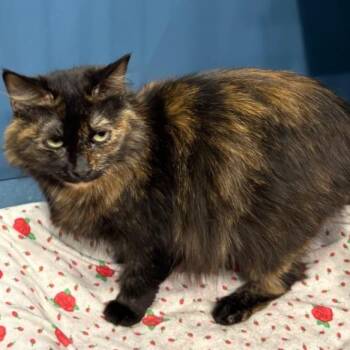 Domestic Short Hair Cats Available for Adoption in Concord, New Hampshire - Jennie | PetCurious