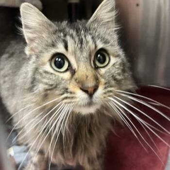 Domestic Long Hair and Domestic Short Hair Cats Available for Adoption in Merriam, Kansas - Rachel | PetCurious
