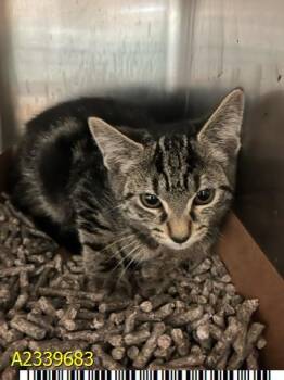 OHIO -  Domestic Short Hair Cat for Adoption in West Palm Beach, Florida - OHIO | PetCurious