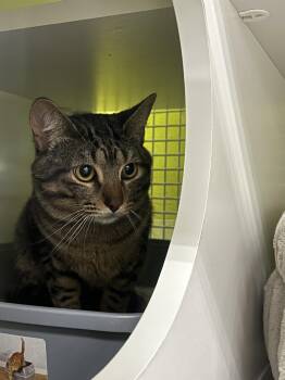 Joelle -  Domestic Short Hair Cat for Adoption in The Woodlands, Texas - Joelle | PetCurious