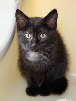 Sharpay -  Domestic Short Hair Cat for Adoption in Menomonie, Wisconsin - Sharpay | PetCurious