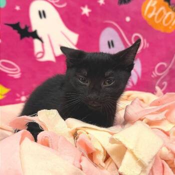 Syrup -  Domestic Short Hair Cat for Adoption in Riverwoods, Illinois - Syrup | PetCurious