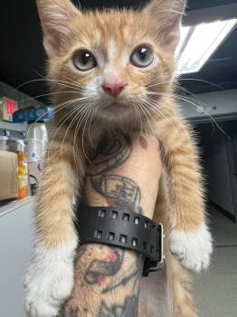 Ron -  Domestic Short Hair Cat for Adoption in Huntington, Indiana - Ron | PetCurious