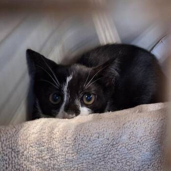 Sundae -  Domestic Short Hair Cat for Adoption in Montgomery, Alabama - Sundae | PetCurious