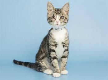 HAM SAMWICH -  Domestic Short Hair Cat for Adoption in Phoenix, Arizona - HAM SAMWICH | PetCurious