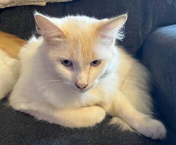 Kia (Kia and Koda) Available for pre adoption -  Domestic Medium Hair Cat for Adoption in Blanchard, Oklahoma - Kia (Kia And Koda) Available For Pre Adoption | PetCurious